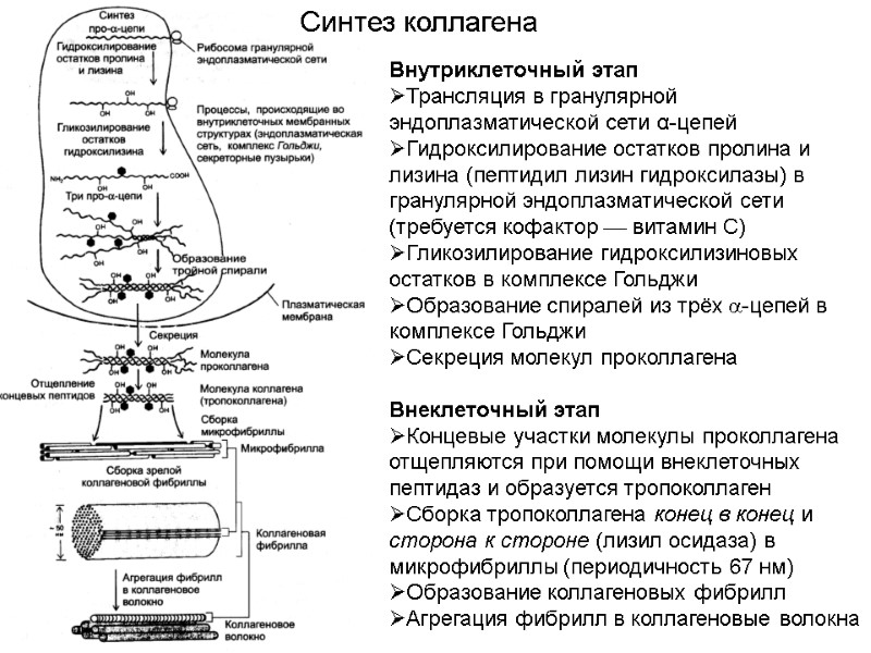 Внутриклеточный этап Трансляция в гранулярной эндоплазматической сети α-цепей  Гидроксилирование остатков пролина и лизина